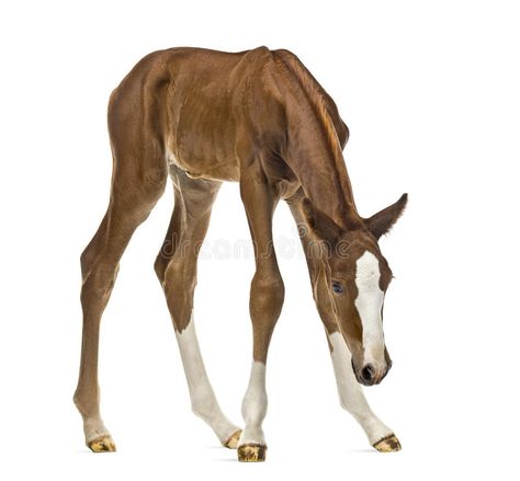 Foal looking down stock photo. Image of sniffing, young - 79615474 White Image, Photo Image, Horses, Stock Photos, Animals, White