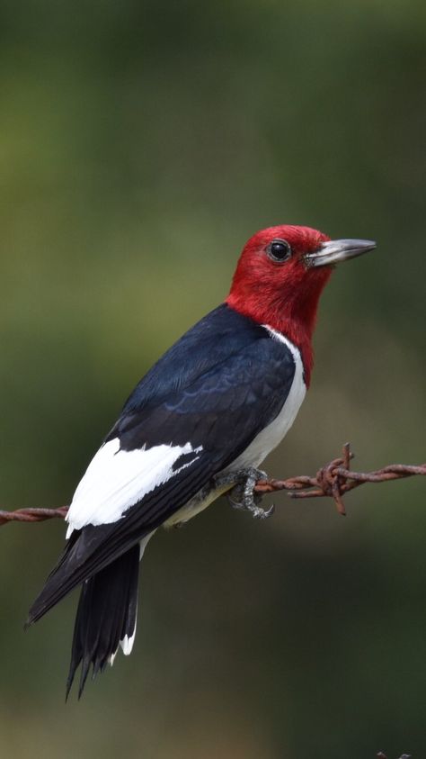 Red Headed Woodpecker, Wire Birds, Barb Wire, Birds Photography, Most Beautiful Birds, Cute Wild Animals, Bird Pictures, Pretty Birds, Wildlife Animals