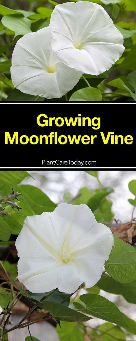 The moonflower vine, Ipomoea Alba one of the easy care climbing vines resembles the Morning Glory. Moonflower plant with a delicious elegant fragrance. Moon Flower Vine Tattoo, Moon Flower Plant, Moonflower Symbolism, Bush Morning Glory, Moonflower Vine, Moon Plant, Morning Glory Vine, Morning Glory Flowers, Garden Vines