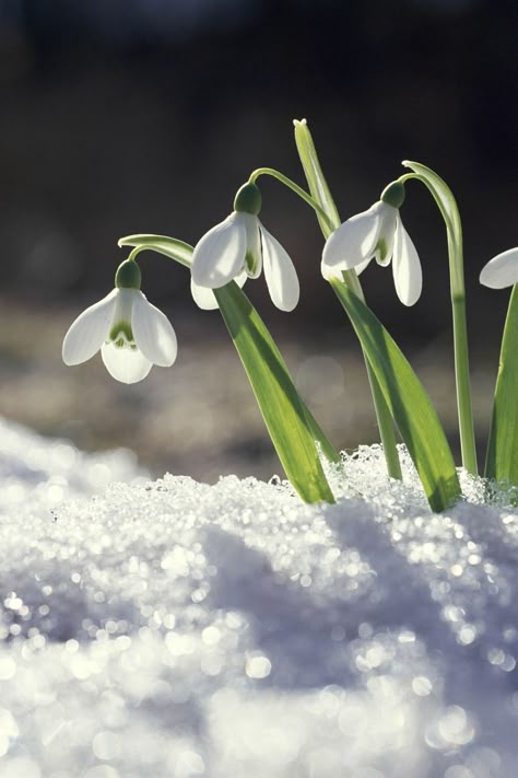 Glory Of The Snow, Lenten Rose, Snow Flower, Winter Plants, Evergreen Plants, Winter Flowers, Evergreen Shrubs, Deciduous Trees, Birth Month Flowers