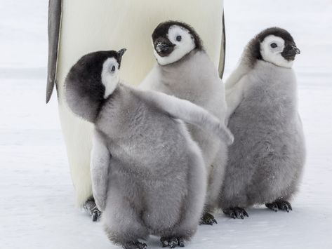 Penguins 🐦💙 Emperor Penguin Chick, Penguin Day, Emperor Penguins, Penguin Pictures, Penguins Funny, Penguin Love, Emperor Penguin, Baby Penguins