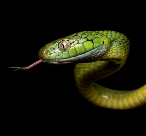 Snake Side Profile, Snake Reference Photo, Snake Side View, Snake Profile, Snakes Mouth Open, Snake Eyes Wallpaper Hd, Snake Head Photography, Snake Photography, Angry Snake Photography