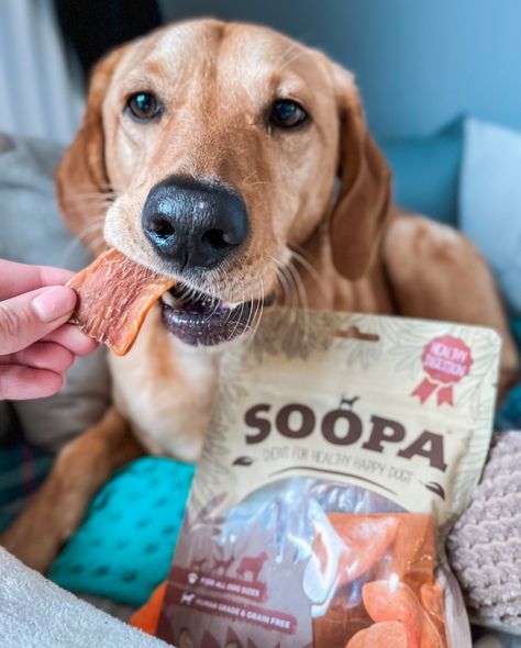 Pet Product Photography, Dog Influencer, Ugc Photography, Influencer Photography, Natural Dog Chews, Product Photoshoot, Puppy Biting, Digestive Tract, Clean Teeth