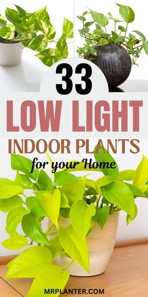 Selection of 33 low-maintenance low light indoor plants for busy individuals Best Plants For Low Light Indoors, Low Light Garden, No Sunlight Plants Indoor, Mantle Plants, Easy Plants To Grow Indoors, Houseplants For Low Light, Best Indoor Plants For Low Light, Bright Direct Light Plants, Low Light Plants Indoor