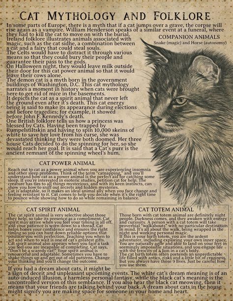 Animal Correspondences, Familiars Witch Animal, Cat Witchcraft, Cat Symbolism, Cat Spirit Animal, Folklore Legends, Myth Stories, Cat Spirit, Animal Reiki