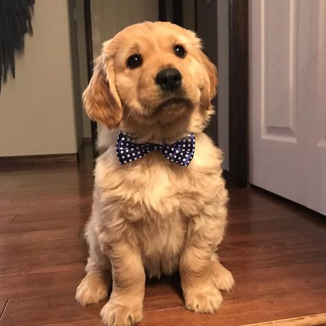 My first bow tie is working out better than the bandana because I can’t reach to chew it 😉#bowtie #bowties #puppylove #handsomepup… Golden Life, Because I Can, Golden Retriever Puppy, Golden Retrievers, Golden Girls, Love At First Sight, Mans Best Friend, Girls Best Friend, Working Out