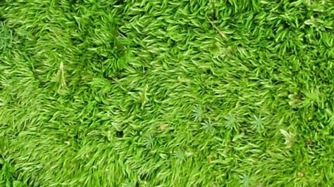 322 How-To: Moss Shower Mat Moss Shower Mats, Moss Bathroom, Moss Floor, Moss Bath Mat, Bathroom Matt, Grow Moss, Moss Mat, Diy Moss, Moss Rug