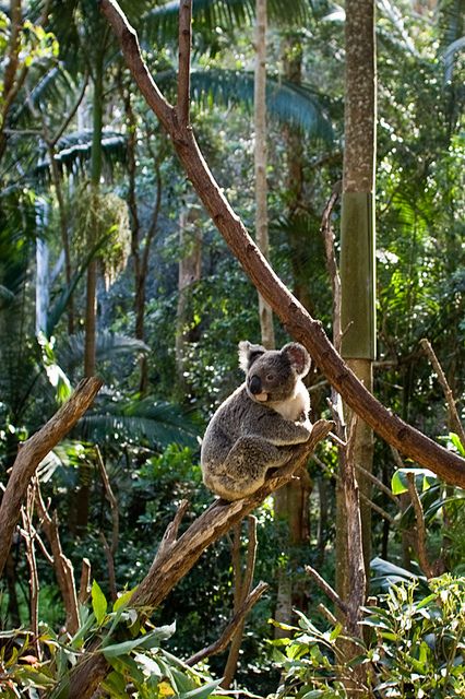 Cute Animals Koala, Australia Zoo Animals, Koala Photo, Sidney Australia, Lone Pine Koala Sanctuary, Koala Marsupial, Koala Sanctuary Australia, The Wombats, Australian Wildlife