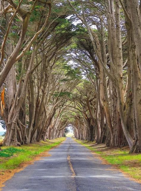 The Cypress "Tree Tunnel": Between the Pacific Ocean and Tomales Bay is this beautiful road called the "tree tunnel," thanks to branches that interlock together at the top. Click through for more of the most beautiful places to visit in California. Cypress Tree Tunnel, Places To Visit In California, Tomales Bay, Most Beautiful Places To Visit, Tree Tunnel, Walking Path, Places In California, Wanderlust Photography, Venice Canals