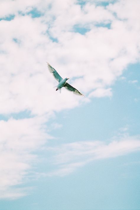 Nature on film, flying bird photography, 35mm film, fine art film, Fuji 400h, destination wedding, destination elopement, wanderlust, Seattle film photographer, Seattle wedding photographer, Texas film photographer, Dallas film photographer Flying Birds Photography, Flying Bird Aesthetic, Anemo Aesthetic, Nature On Film, In The Air Photography, Anemo Archon, Bird Aesthetic, Air Photography, Photography 35mm