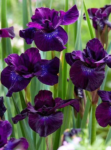 21 of the Best Septic Field Plants | Gardener’s Path Iris Sibirica, Growing Irises, Siberian Iris, Dutch Iris, Summer Bulbs, Dark Flowers, Spring Plants, Purple Iris, Late Spring