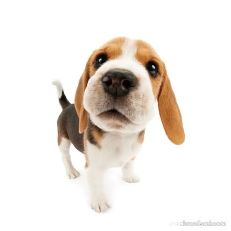 Dog Transparent Background, The Dog Company, Silly Animal Pictures, White Beagle, Animal Close Up, Goofy Dog, Dog Png, Animal Png, Dog Icon