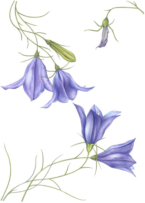 Harebell watercolor painting Bluebell Tattoo, Botanical Sketchbook, Blue Bell Flowers, Watercolor Flowers Tutorial, Floral Drawing, Watercolor Flower Art, Watercolor Flowers Paintings, Watercolor Art Lessons, Botanical Painting