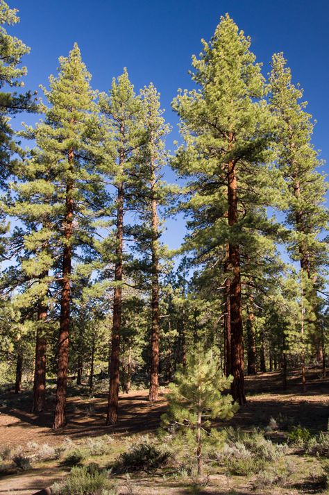 Pinus Forest, Pine Forest Photography, Bg Poster, Conifer Forest, California Tattoo, Cedar Forest, Pine Tree Forest, Pine Trees Forest, Southern Pine