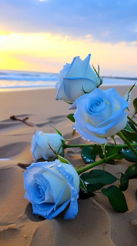 Blue Roses Wallpaper, Rose Flower Photos, Rose Flower Pictures, Cute Summer Wallpapers, Vintage Flowers Wallpaper, Beautiful Nature Wallpaper Hd, Flowers Photography Wallpaper, Lovely Flowers Wallpaper, Cute Flower Wallpapers