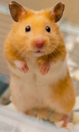 Syrian Hamster Care, Facts, Colors, Life Span - Shorthair & Longhaired Teddy Bear Hamster, Golden Hamster, Bear Hamster, Hamster Food, Cutest Pets, Hamster Care, Obstacle Courses, Funny Hamsters, Syrian Hamster