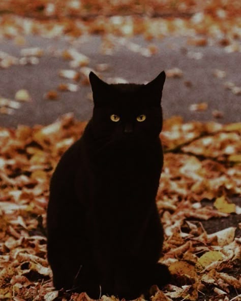 Studera Motivation, Black Cat Aesthetic, Autumn And Halloween, Fall Mood Board, Autumn Magic, Fall Things, Fall Mood, Spooky Szn, Halloween 3