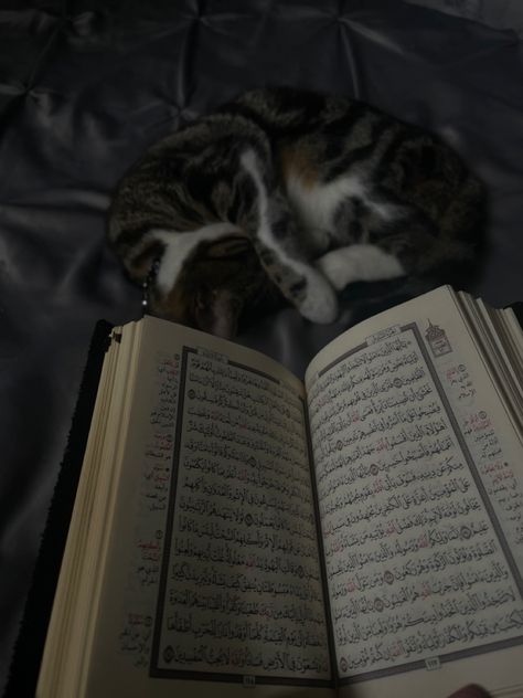 Cat Reading Quran, Cats Reading, Mecca Images, Cat Reading, Muslim Pictures, Cute Cat Wallpaper, Cute Cats Photos, Muslimah Aesthetic, Fluffy Cat