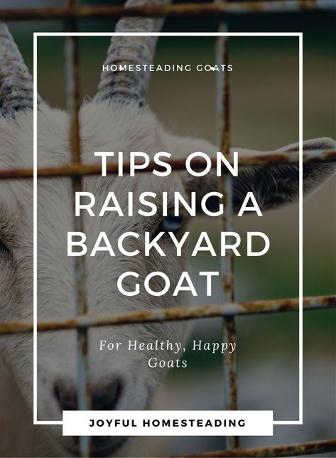 How to raise goats? To take proper care of the goats in your backyard farm or homestead isn't rocket science, but it does take some preparation. Taking Care Of Goats, Goat Hacks, Sheep Raising, Farm Goals, Keeping Goats, Happy Goat, Goat Care, Backyard Farm, Boer Goats