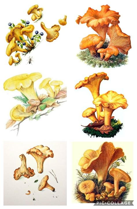 Turkey Tail Mushroom Drawing, Chanterelle Tattoo, Vintage Mushroom Art, Chicken Of The Woods, Fungi Art, Illustration Journal, Victorian Illustration, Mushroom Paint, Color Pencil Illustration