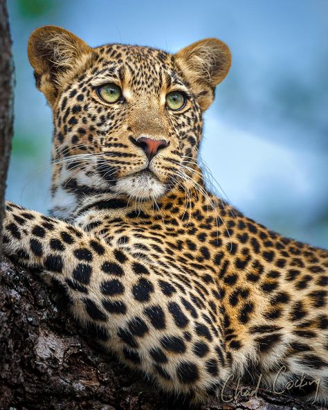 Green eyes #notthecoldplaysong #greeneyes #tingana #leopard #coldplay #coldplayofficial #doubttheywillevenlookatthispost #timbavati… Dean Schneider, Big Cats Photography, African Leopard, Cat Family, Cat Photography, Wildlife Animals, Snow Leopard, Leopards, Silly Cats