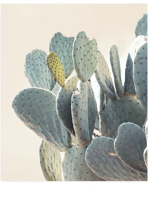 Most Popular Prints — WILDER CALIFORNIA Cactus Photo, Cactus Planta, Desert Photography, Minimal Photo, Yellow Textures, Cactus Decor, Cactus Art, Cactus Plant, Agaves