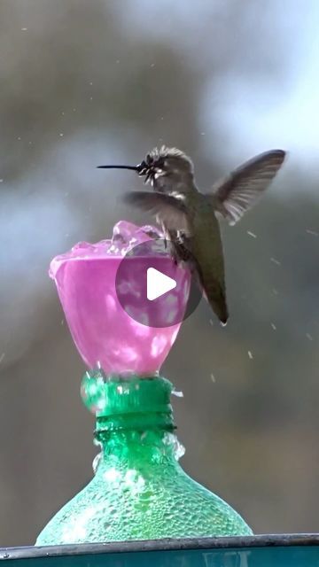 Diy Hummingbird Fountain, Hummingbird Bird Bath Diy, Hummingbird Water Fountain, Bird Fountain Ideas, Hummingbird Bath Fountain, Diy Hummingbird Bath, Hummingbird Bath Fountain Diy, Hummingbird Fountain Bath, Bird Water Fountain