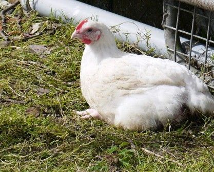 The pros and cons of rearing Ross Cobb meat chickens in the ( intermittent ) Cornish sunshine with the aim of producing happy meat #rosscobbchickens #rearingchickens #hedgecomber Raising Meat Chickens, Meat Birds, Veggie Patch, Chicken Breeds, Eat Meat, Meat Chickens, Raising Chickens, Lots Of Money, Food Quality