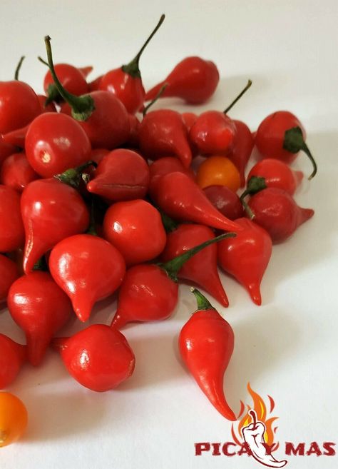 Pepper Seeds, Seeds, Envelope, Stuffed Peppers, Red