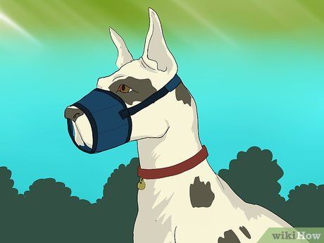 How to Use a Muzzle to Correct Nipping in Dogs: 13 Steps Dog Muzzle Pattern Free, Dog Grooming Tips, Dog Muzzle, Dog Steps, Grooming Tips, Dog Ideas, Dog Eyes, Animal Behavior, Dog Grooming