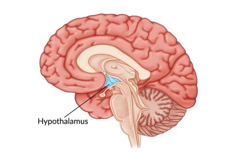 Hippocampus Brain, Kallmann Syndrome, Prader Willi Syndrome, Endocrine Disorders, Limbic System, Memory Problems, Muscle Weakness, Genetic Disorders, Endocrine System