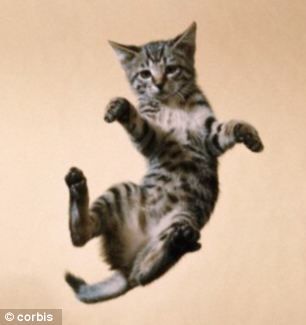 Kitten falling through air Cat Falling, Animal Experiments, The Sky Is Falling, Funny Cat Photos, Straight Line, Zero Gravity, Cat Photo, Upside Down, Bump