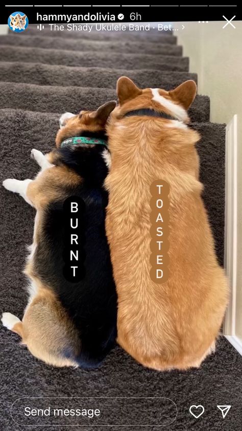 Corgi Selfie, Hammy And Olivia Corgi, Fat Corgi, Burnt Toast, Corgi Full Grown, Corgi Puppy Memes, Ukulele, Dogs, Animals