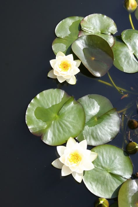 Lilly Pond Aesthetic, Lily Pad With Flower, Pond Lily, Water Lily Top View, Pond Lillies, Water Lily Reference, Water Lily From Above, Lily Pad Pond, Lily Pad Flower