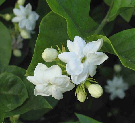 Jasmine Sambac Flower, Chameli Flower, Jasminum Sambac, Sambac Jasmine, Grafting Plants, Happy Wedding Anniversary Wishes, Hawaii Flowers, Jasmine Plant, Jasmine Sambac