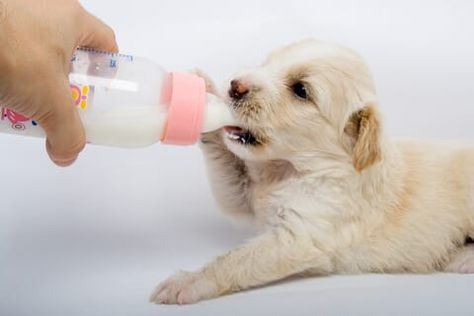 Taking Care of a Puppy - Puppy Care Tips - Complete Guide Newborn Puppy Care, Puppy Formula, Newborn Puppies, Natural Dog Food, Puppy Food, Puppy Care, Milk Recipes, Baby Puppies, Homemade Dog Food