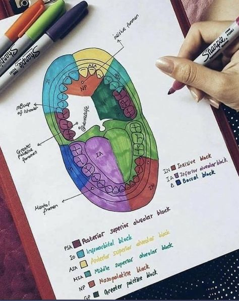 Dental Assistant School, Dental Hygienist School, Dental Assistant Study, Dentist Hygienist, Dental Hygiene Student, Dental Hygiene School, Dentistry Student, Dental Anatomy, Dental Implants Cost