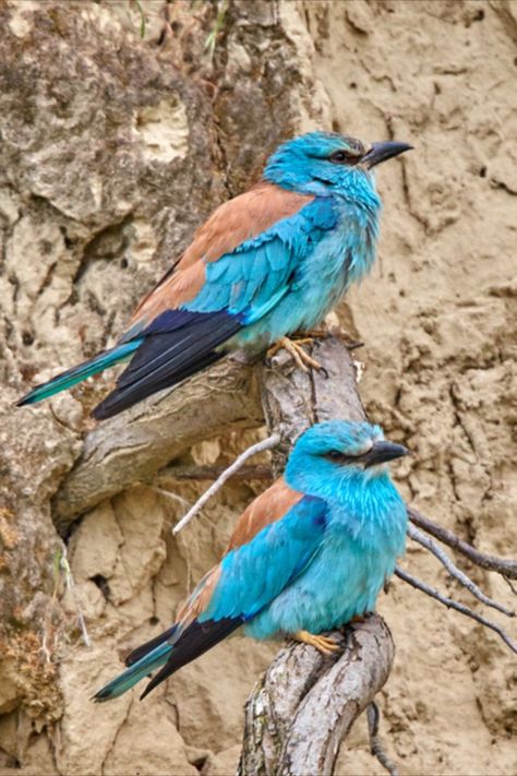 European Roller, European Roller Bird, Amazing Hd Wallpapers, Most Beautiful Birds, Tropical Birds, Exotic Birds, Bird Species, Creature Design, Beautiful Birds