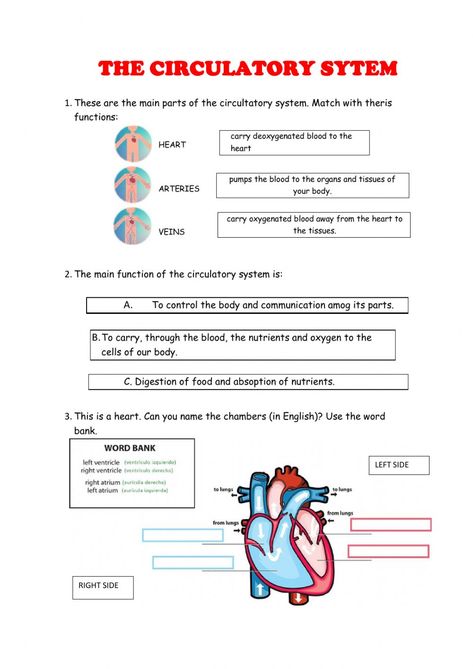 The circulatory system exercise for 5th Circulatory System Notes, Circulatory System Worksheets, Cute Worksheets, Circulatory System For Kids, Circulatory System Activities, Preschool Charts, Midwifery Student, Excretory System, The Circulatory System