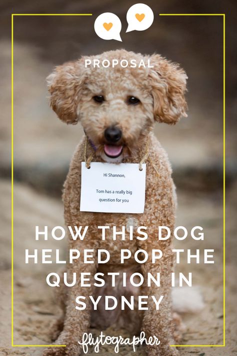 Dog Proposal Ideas, Proposal Ideas With Dogs, Unique Proposal Ideas, Dog Proposal, Dream Proposal, Engagement Plan, Creative Proposals, Unique Proposals, Surprise Engagement