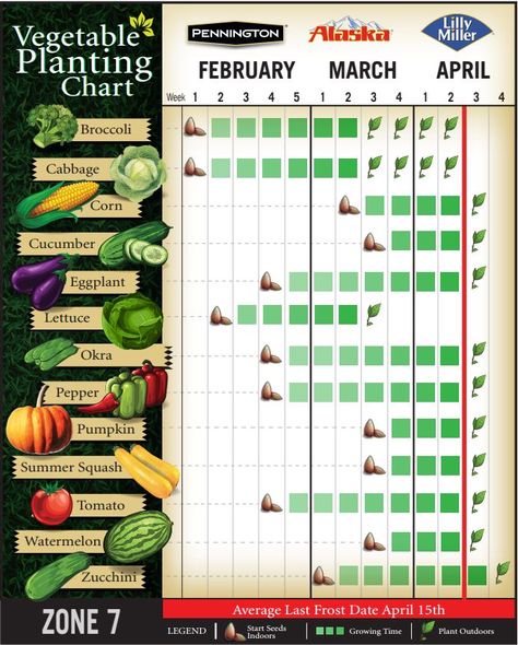 Vegetable Planting Chart for Zone 7 || Here is what my planting chart looks like in my zone. Check out the link to see when you can plant in your area! #gardening #spring #winter When To Plant Garden, Harvesting Vegetables, Planting Chart, Vegetable Planting, Indoor Vegetables, When To Plant Vegetables, Vegetable Garden Planner, Winter Vegetables Gardening, Planting Calendar