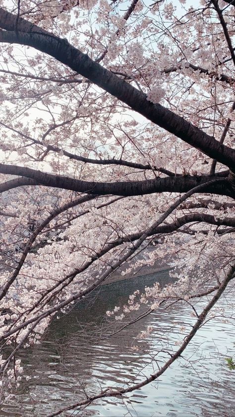 Cute Sakura Wallpaper, Aesthetic Wallpaper Cherry Blossom, Pink Nature Aesthetic, Sakura Aesthetic, Cherry Blossom Wallpaper, Sakura Tree, Nothing But Flowers, Japan Aesthetic, Tree Wallpaper