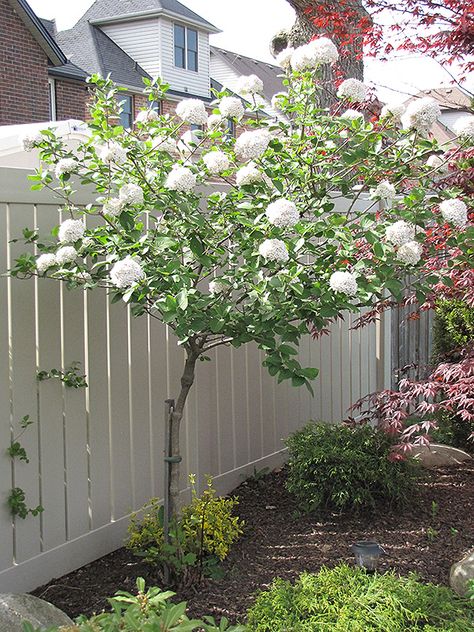 Fragrant Snowball Tree (Viburnum x carlcephalum 'Cayuga' - tree form); fragrant snow ball flower clusters in spring. Small Front Garden Ideas, Snowball Tree, Utility Area, Outdoor Landscape Design, Yard Makeover, Small Front Gardens, Beach Backyard, Patio Trees, Backyard Dreams