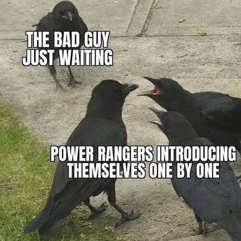 Power Rangers Memes, Clean Memes, Funny Doodles, Funny Animal Memes, Funny Video Memes, Crows, Really Funny Memes, Random Memes, Haha Funny