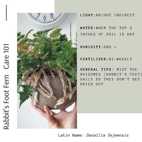 Bee shared a post on Instagram: "Care guide: rabbits foot fern edition! - #variegatedplants #variegation #variegated #plantgang #plant #plantsofinstagram #plants #plantsplantsplants #plantspiration #plantsphotography #houseplants #houseplantsofinstagram #houseplantsmakemehappy #houseplantcommunity #houseplantcollection #houseplant #houseplantcollector #botanyphotography #botany #horticulture #horticulturist #rabbit #rabbitfootfern #fern #ferns #fernfriday #fernfridays #trendyhouseplants #hangin Botany Photography, Rabbit Foot Fern, Ferns Care, Rabbits Foot, Variegated Plants, Fern Plant, Plant Collection, Plant Lady, Horticulture