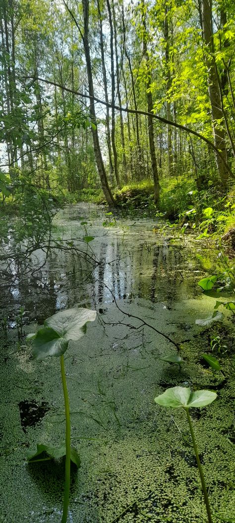 Bright Green Nature Aesthetic, Green Forest Wallpaper Aesthetic, Bright Forest Aesthetic, Aesthetic Forest Green, Fantasy Country, Bright Forest, Mother Gaia, Forest Aesthetic, Aesthetic Forest