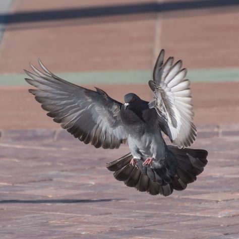 Pigeon In Flight, Pegion Bird Aesthetic, Pigeon Reference, Surreal Creatures, Pigeon Flying, Pigeon Tattoo, Creative Photography Logo, Flying Pigeon, Pigeon Pictures