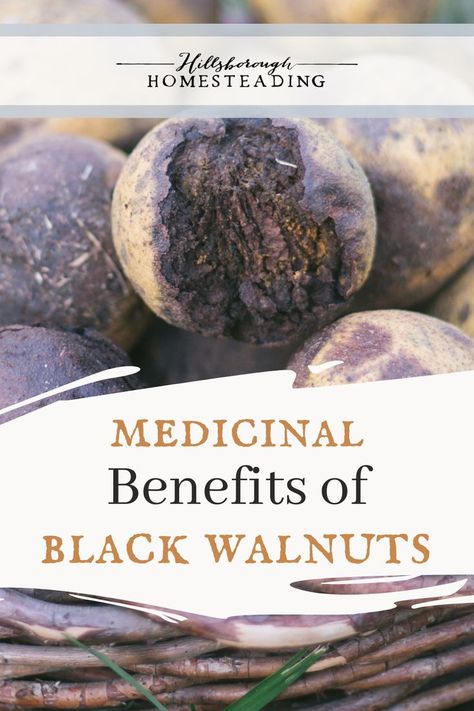 Walnut Hull Benefits, Black Walnut Medicinal Uses, Black Walnuts Harvesting, Black Walnut Wormwood Benefits, Black Walnut Tincture How To Make, Black Walnuts Benefits, Black Walnut Hull Tincture, Black Walnut Salve Recipe, Black Walnut Syrup