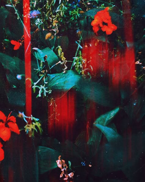 Flower, pretty flower, flower photo, photography, beautiful , colorful flower, film, flower, 35mm, photoshop, orange, yellow, blue, red, green, rose, tulip, carnation, daisy, tristan hollinsworth, populist, populist magazine, breath taking, lovely, valentines day, love, garden, field, Dream Photography, Neon Aesthetic, Matte Painting, Photo Journal, Cinematic Photography, Naan, Flowers Nature, Green Aesthetic, Color Textures