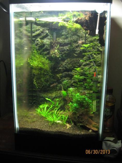 Nano Aquascape, Aquarium Setup, Aquarium Ideas, Aquascape Aquarium, Fish Tanks, I Am Looking, Fish Tank, Fresh Water, The White